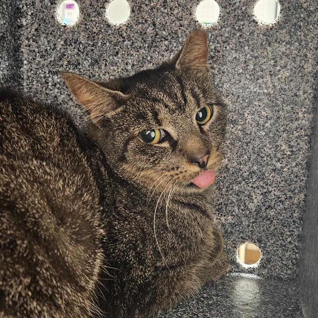 Enlarge BLT-IN FOSTER, a Adoptable Domestic Short Hair in Birdsboro, PA image 4/4