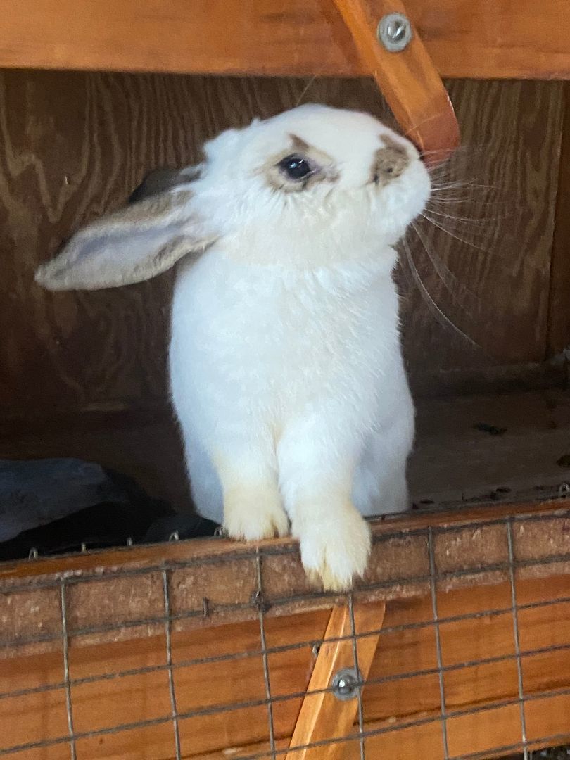Biscuit , Adopted, Baby Female Flemish Giant & American.