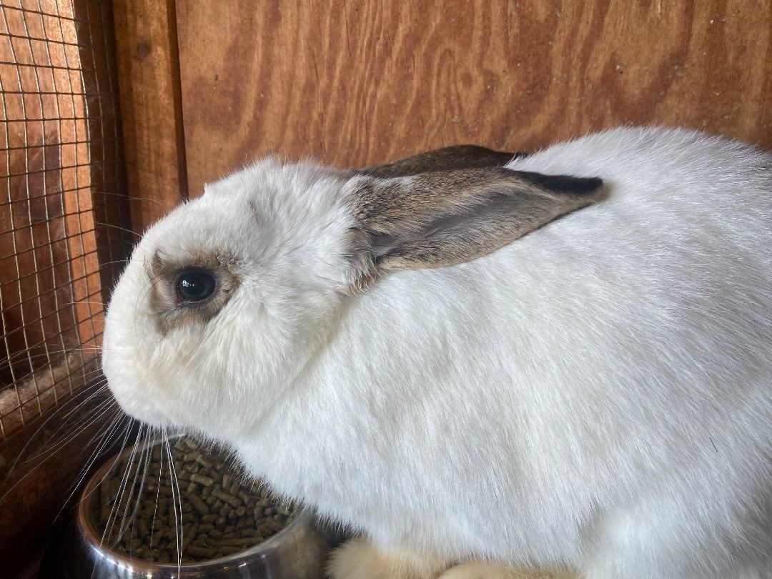 Enlarge Biscuit , a Adopted mixed breed in South Windsor, CT image 2/4