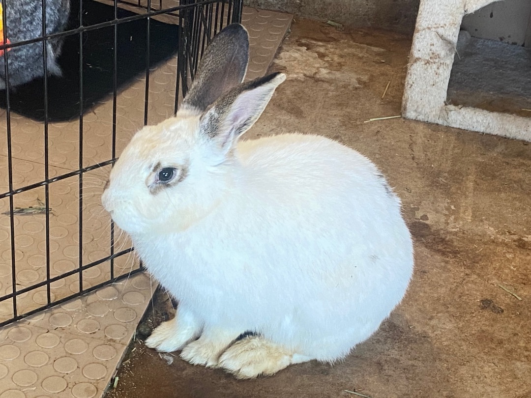 Enlarge Biscuit , a Adopted mixed breed in South Windsor, CT image 3/4