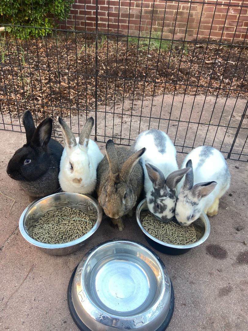 Enlarge Biscuit , a Adopted mixed breed in South Windsor, CT image 4/4