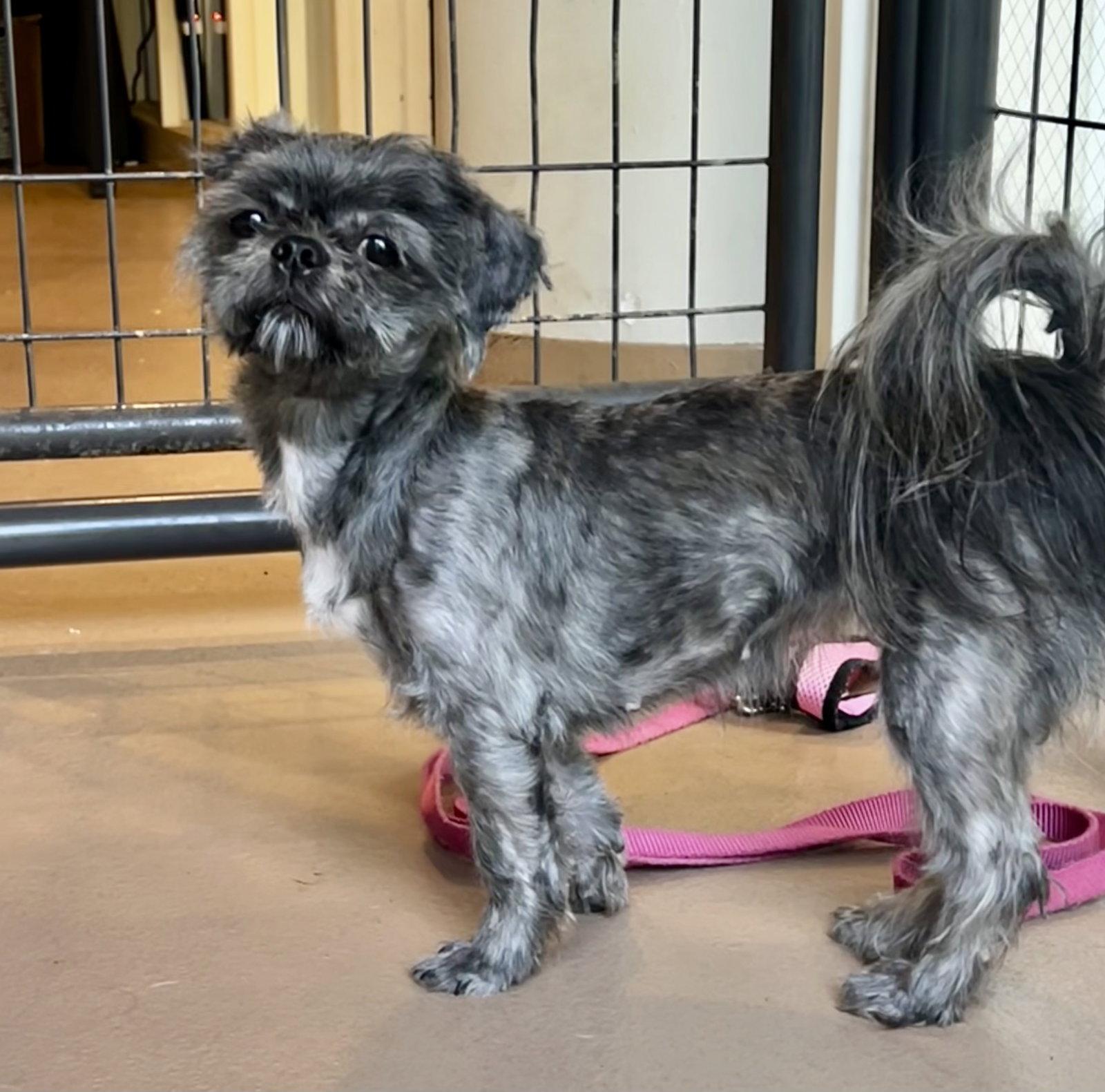 Enlarge Belle, a Adoptable Shih Tzu in Atlanta, GA image 1/3