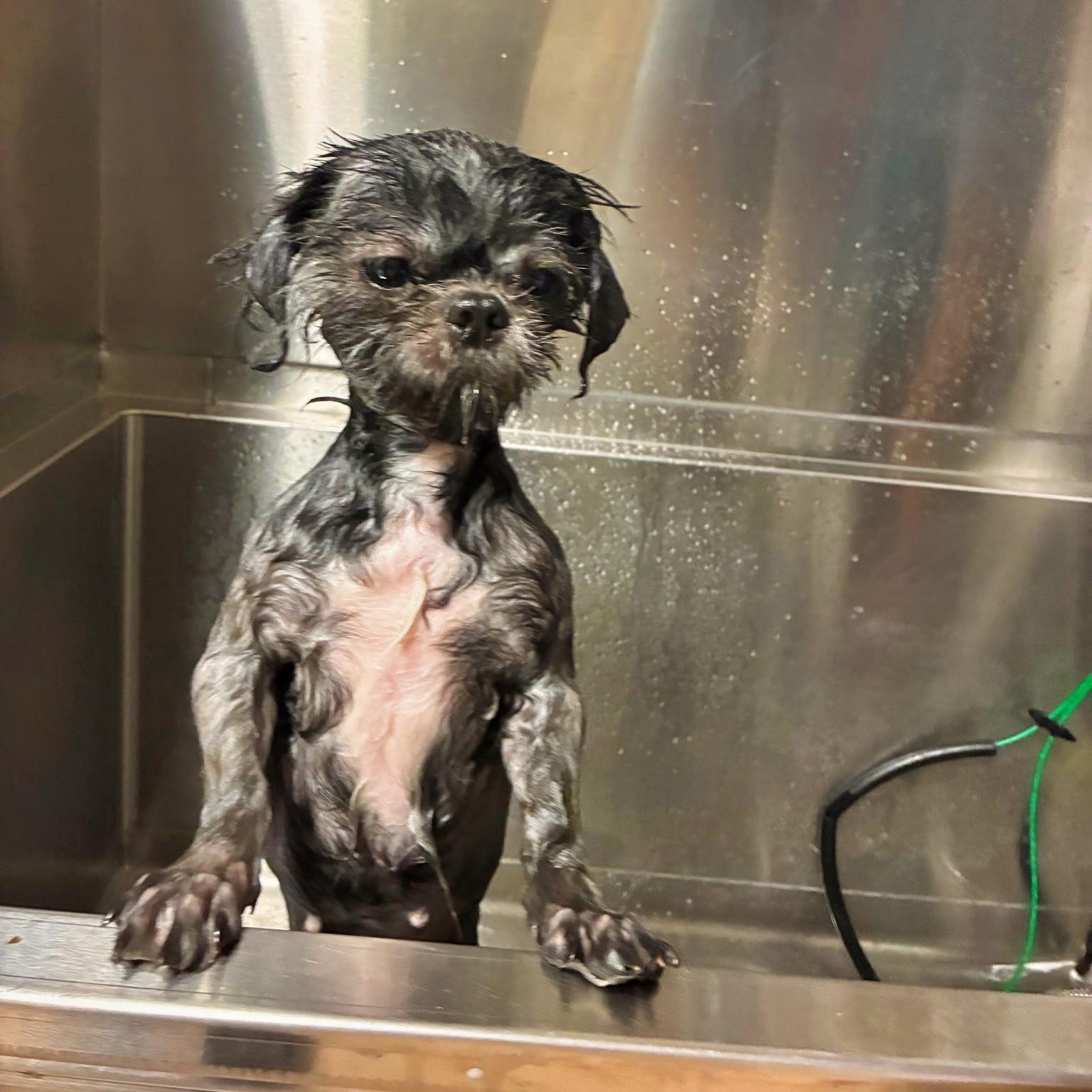 Enlarge Belle, a Adoptable Shih Tzu in Atlanta, GA image 2/3
