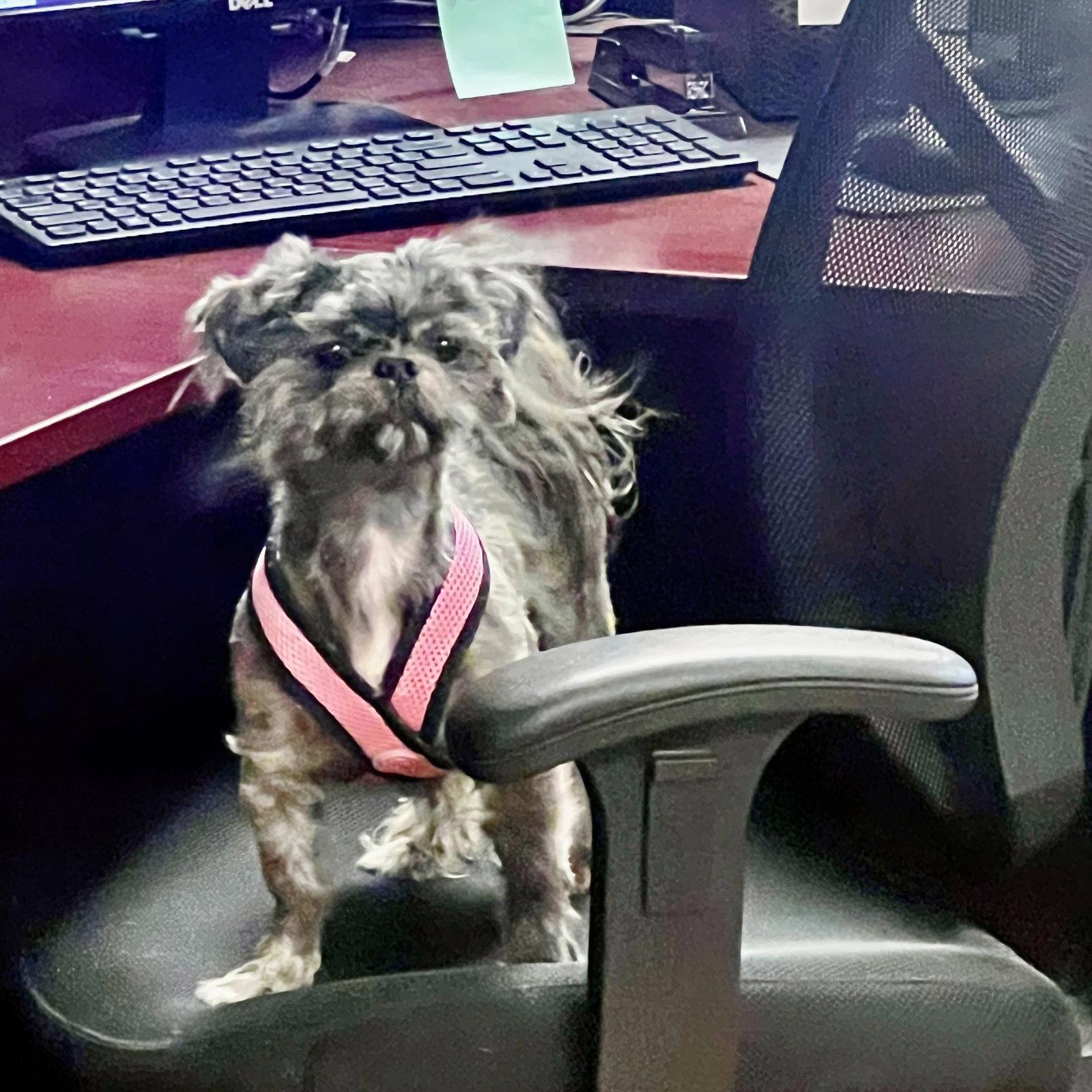 Enlarge Belle, a Adoptable Shih Tzu in Atlanta, GA image 3/3