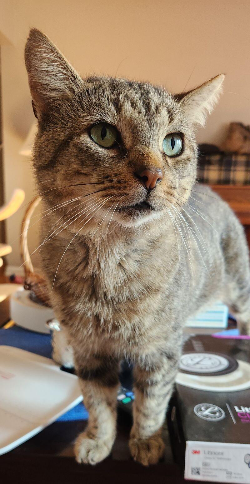 Fiddlesticks, Adoptable, Adult Male Domestic Short Hair.