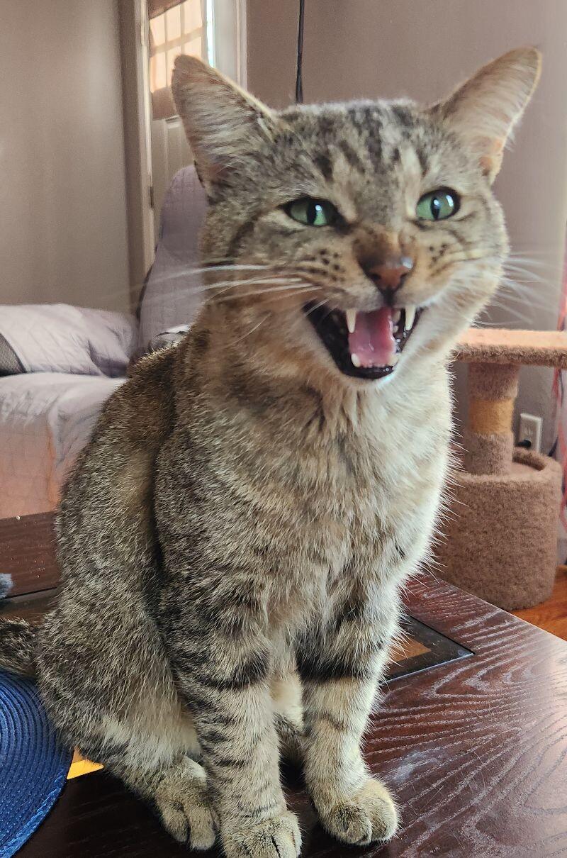 Fiddlesticks, a Adoptable Domestic Short Hair in Grand Rapids, MI image 2/6