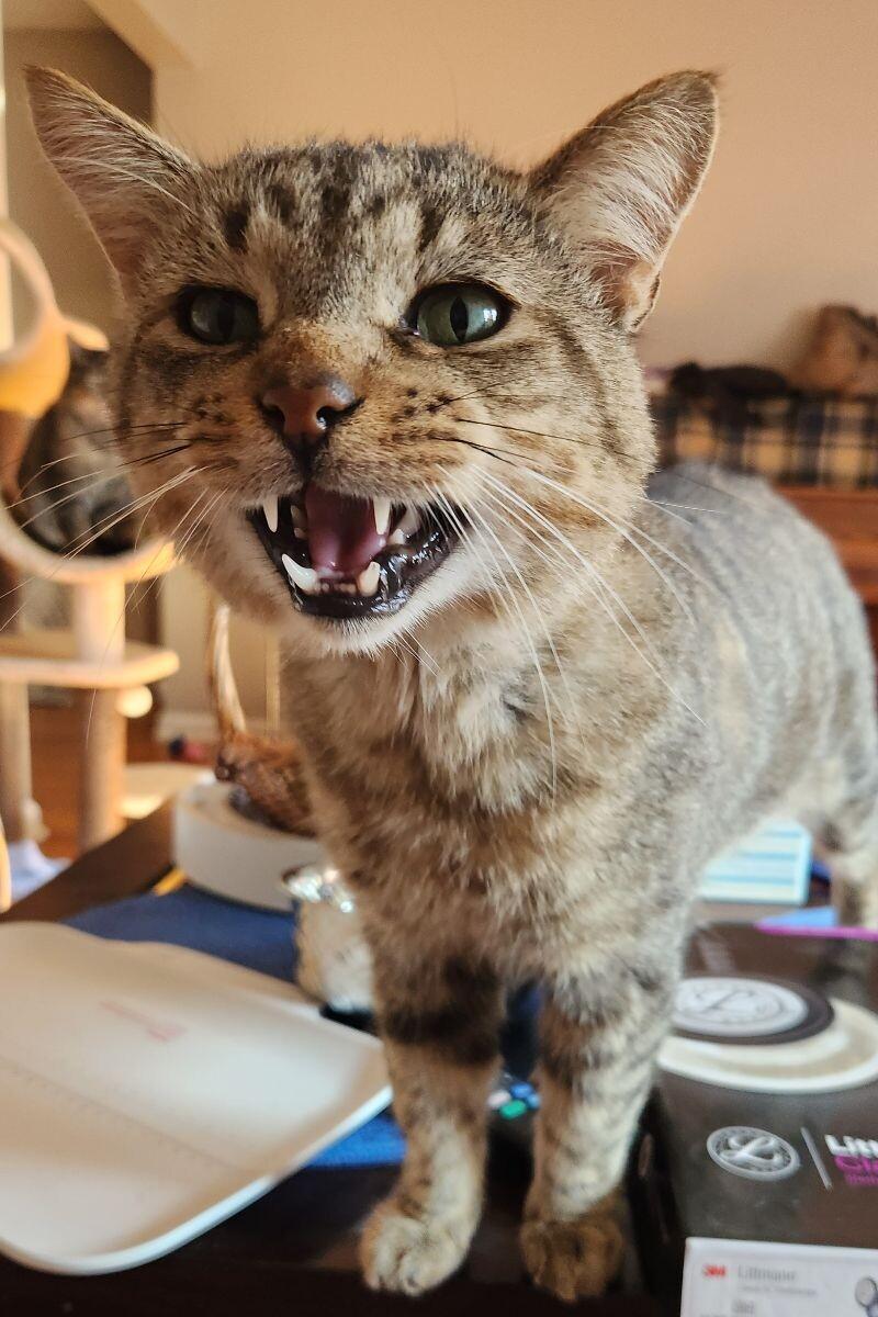 Fiddlesticks, a Adoptable Domestic Short Hair in Grand Rapids, MI image 3/6