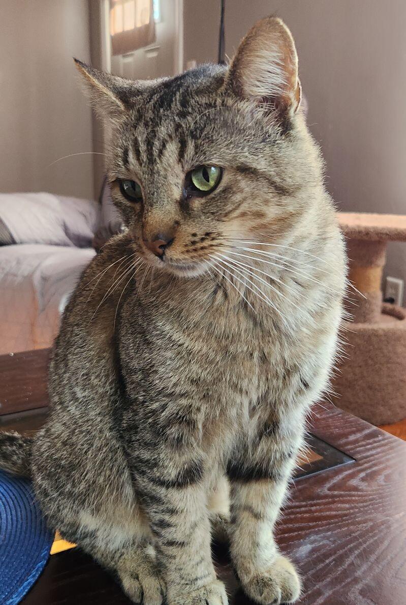 Fiddlesticks, a Adoptable Domestic Short Hair in Grand Rapids, MI image 4/6