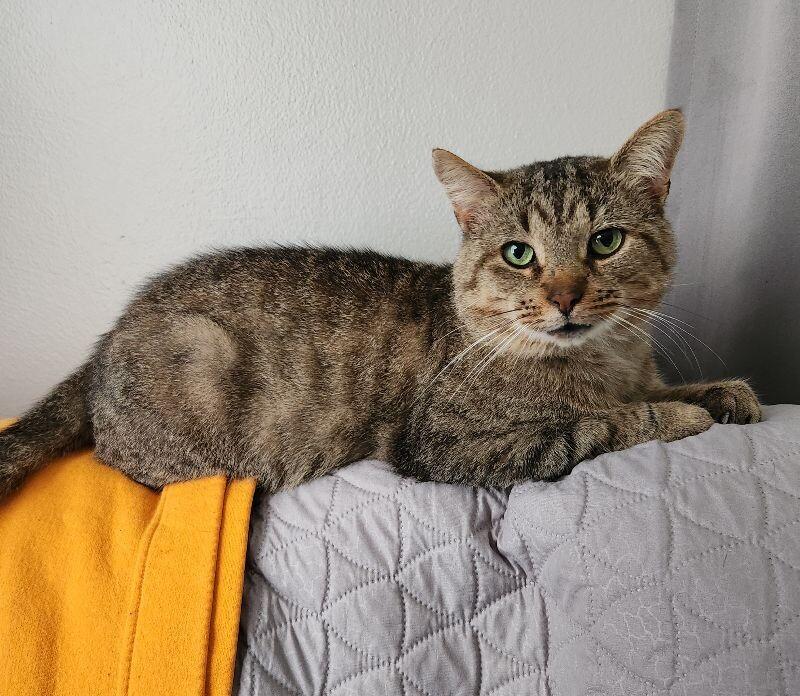 Fiddlesticks, a Adoptable Domestic Short Hair in Grand Rapids, MI image 5/6