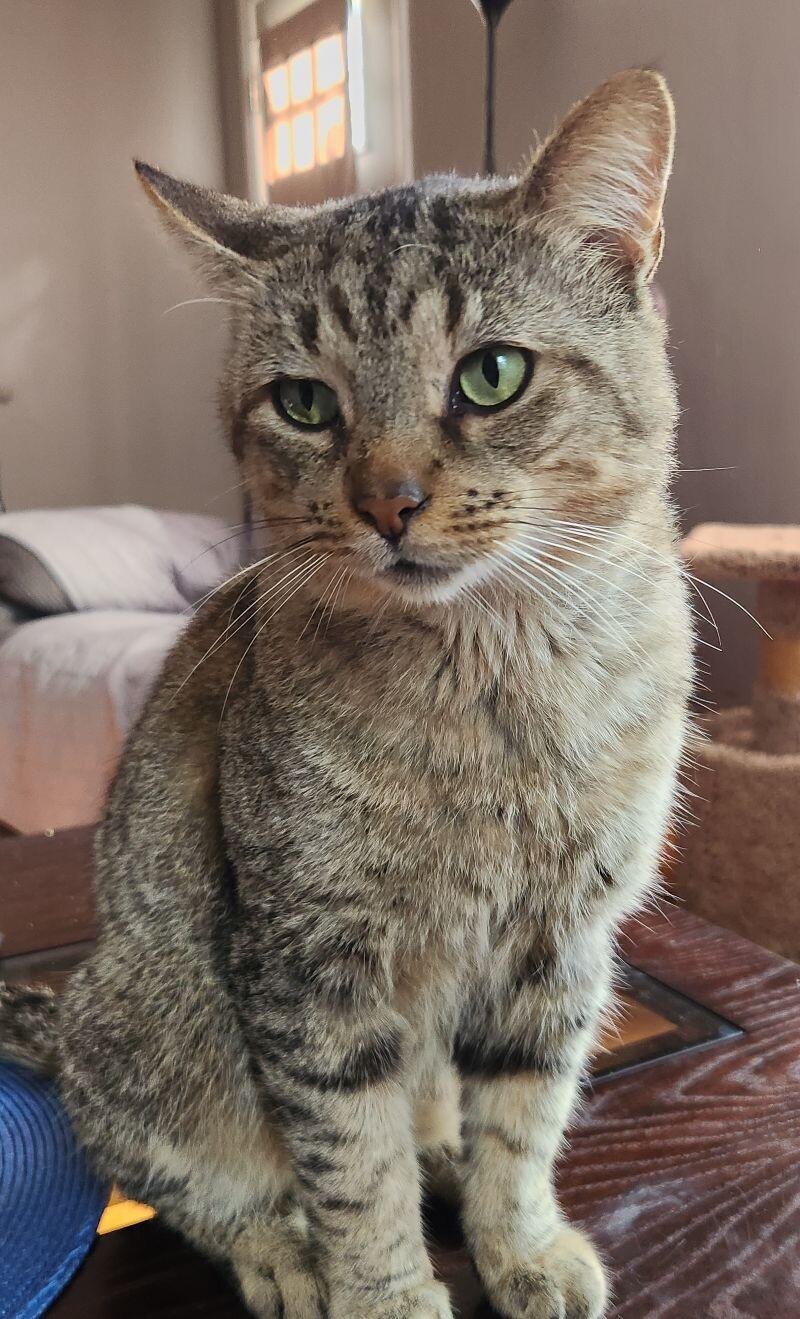 Fiddlesticks, a Adoptable Domestic Short Hair in Grand Rapids, MI image 6/6