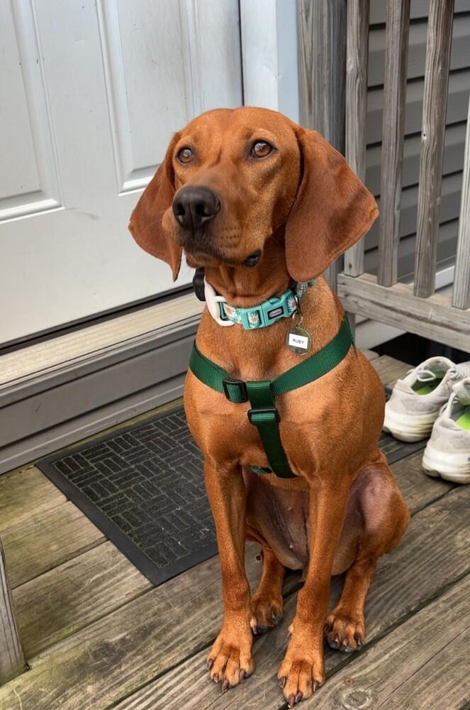 Enlarge Available for Adoption - Ruby (IL, USA), a Adoptable Vizsla in Oak Park, IL image 1/6