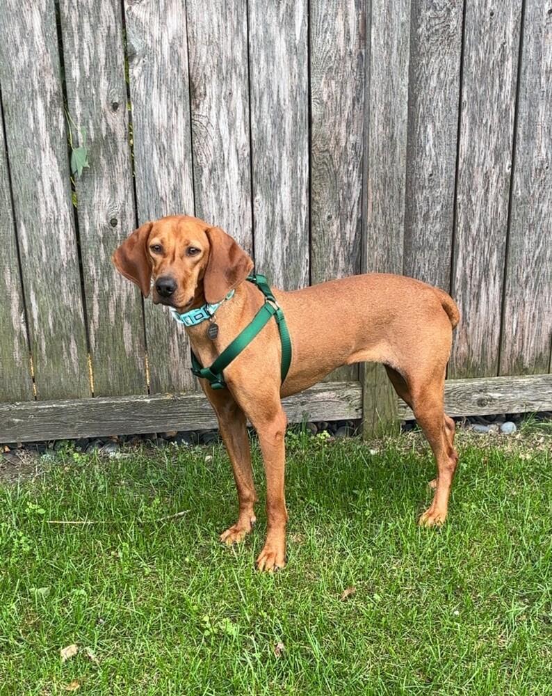 Enlarge Available for Adoption - Ruby (IL, USA), a Adoptable Vizsla in Oak Park, IL image 2/6