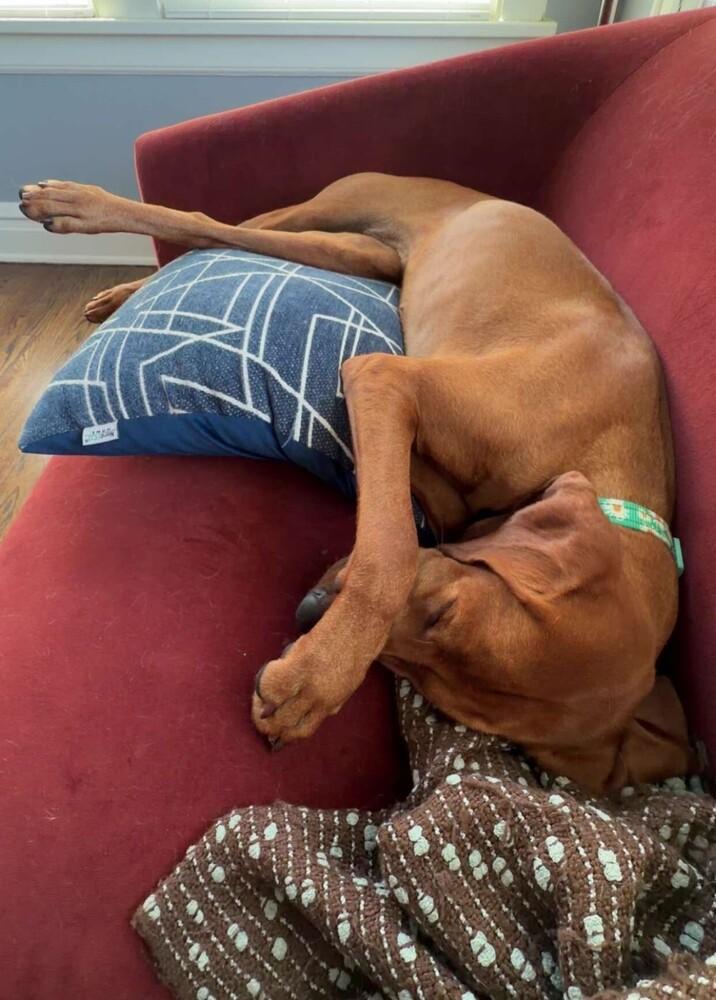 Enlarge Available for Adoption - Ruby (IL, USA), a Adoptable Vizsla in Oak Park, IL image 3/6
