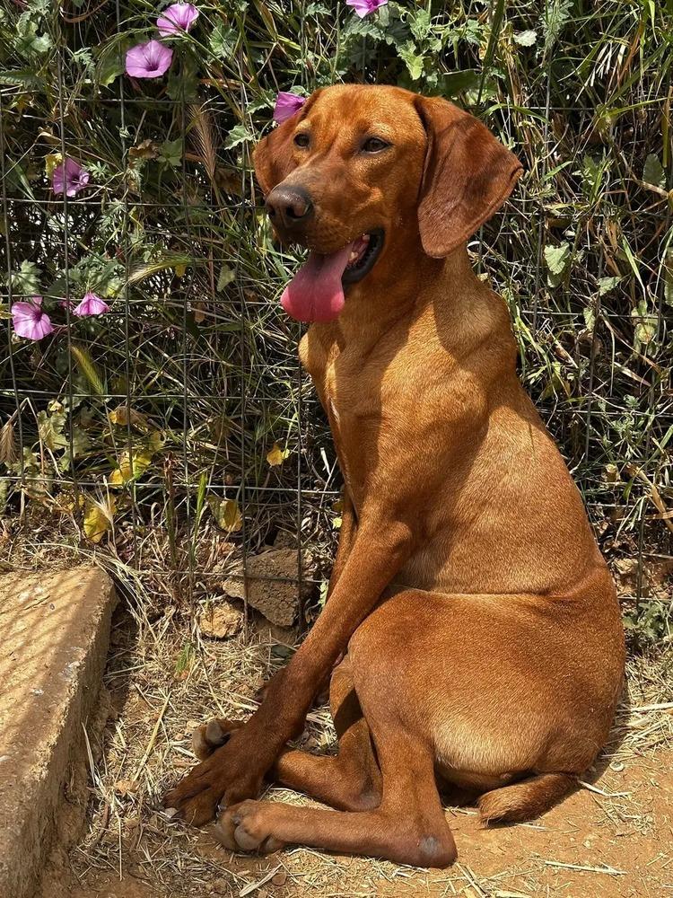 Enlarge Available for Adoption - Ruby (IL, USA), a Adoptable Vizsla in Oak Park, IL image 4/6