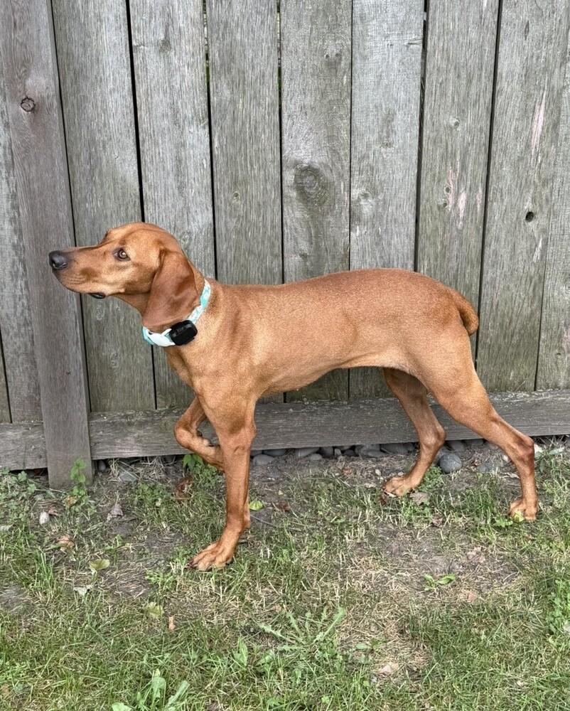 Enlarge Available for Adoption - Ruby (IL, USA), a Adoptable Vizsla in Oak Park, IL image 5/6