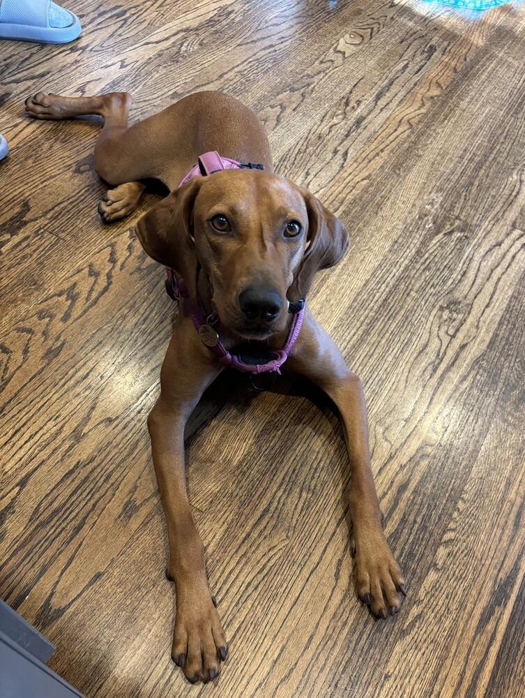Enlarge Available for Adoption - Ruby (IL, USA), a Adoptable Vizsla in Oak Park, IL image 6/6