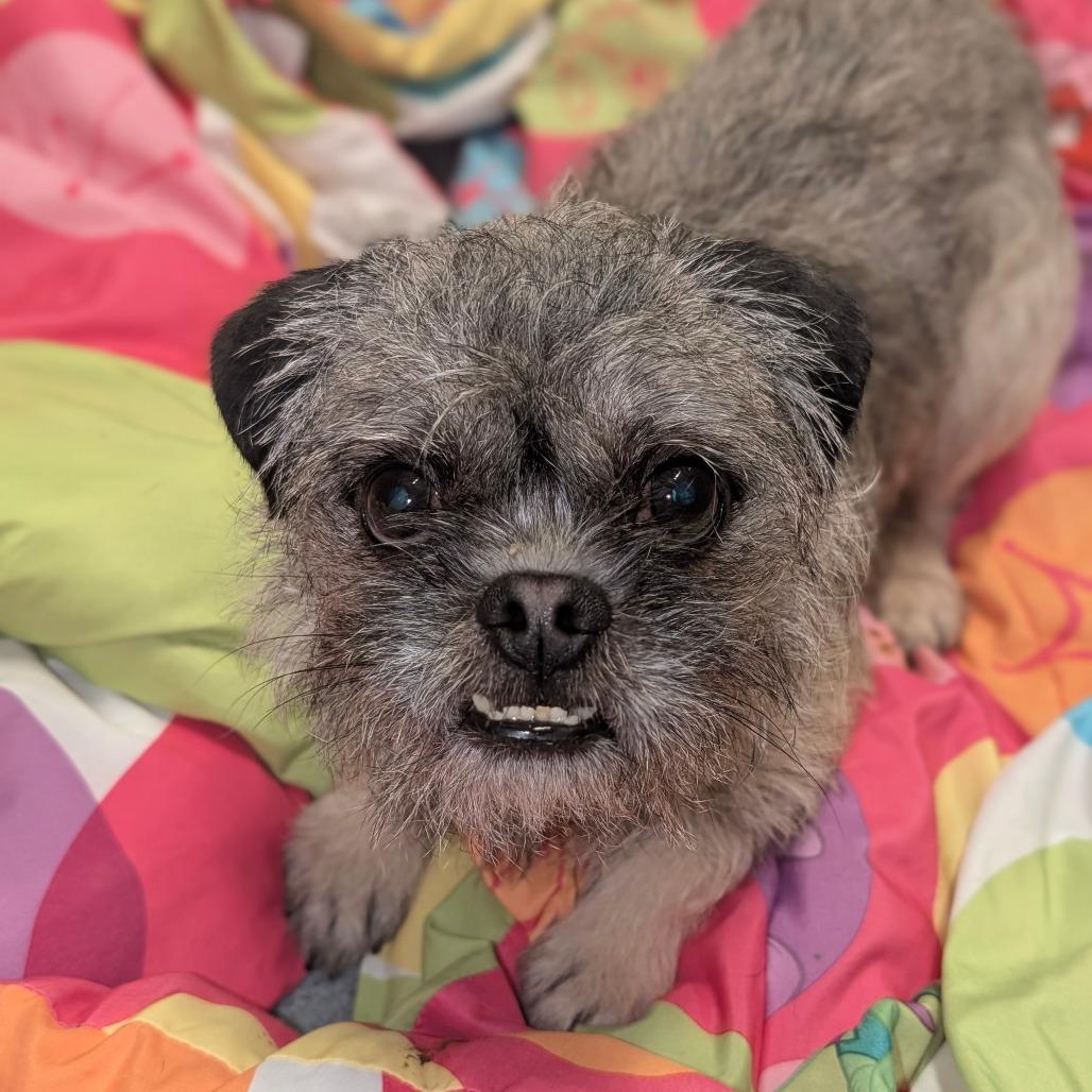 Enlarge Patrick- City of Industry Location, a Adoptable mixed breed in Chino Hills, CA image 2/6