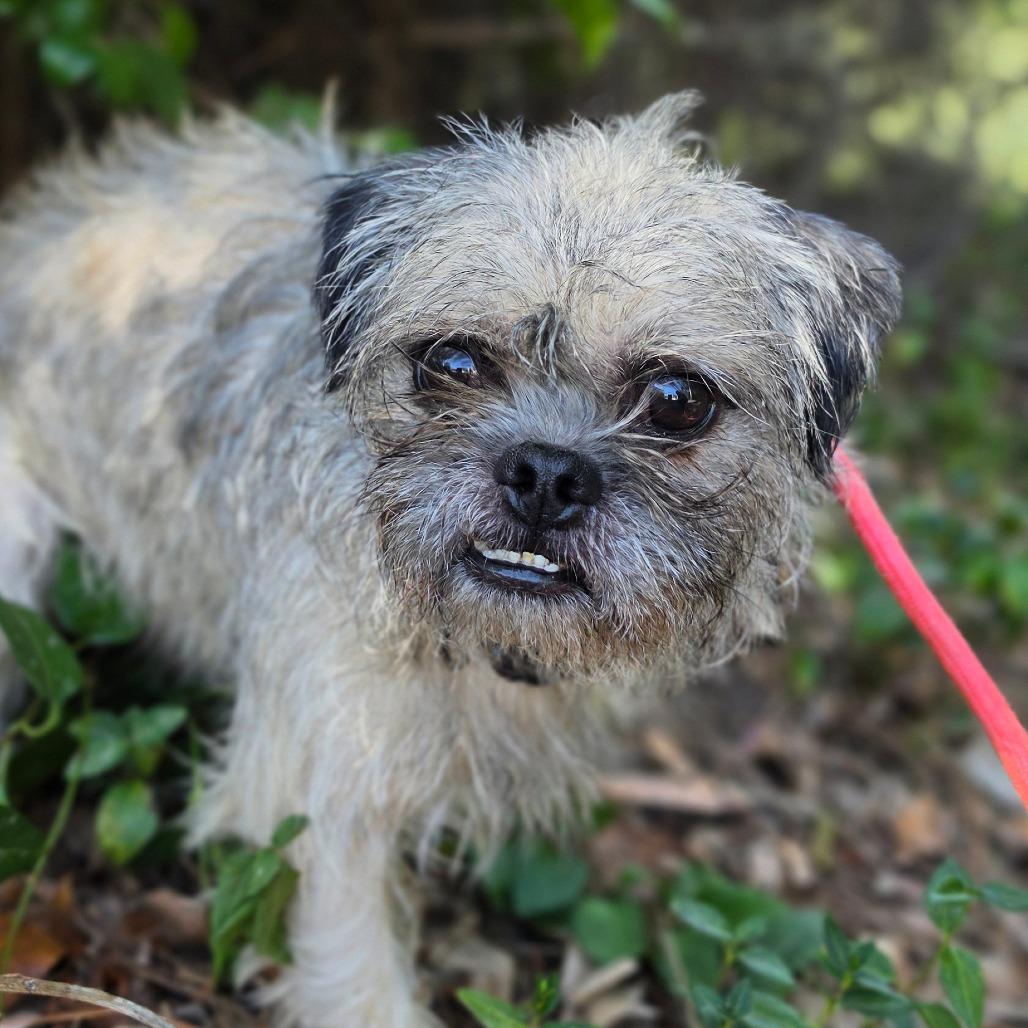 Enlarge Patrick- Chino Hills Location, a Adoptable mixed breed in Chino Hills, CA image 3/6