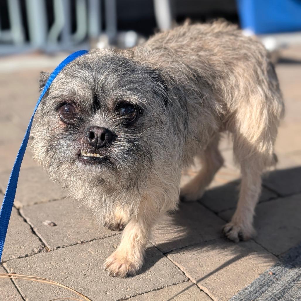 Enlarge Patrick- City of Industry Location, a Adoptable mixed breed in Chino Hills, CA image 3/6