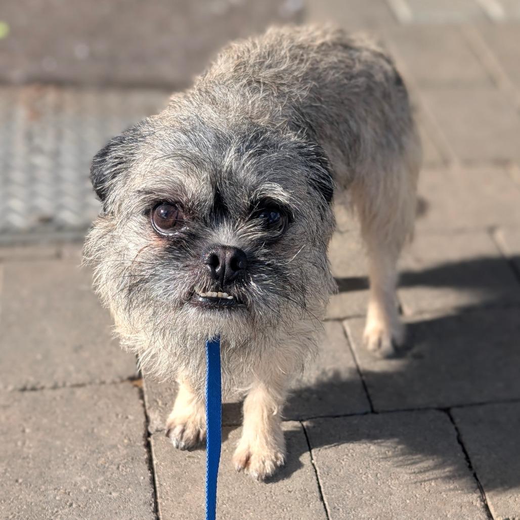 Enlarge Patrick- City of Industry Location, a Adoptable mixed breed in Chino Hills, CA image 4/6