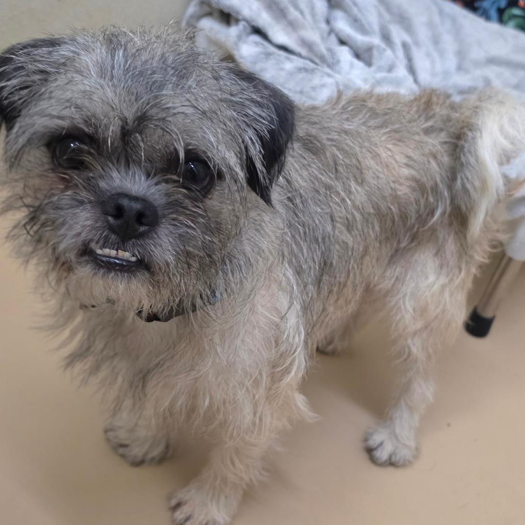 Enlarge Patrick- Chino Hills Location, a Adoptable mixed breed in Chino Hills, CA image 5/6
