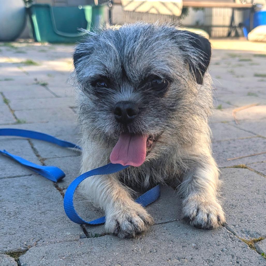 Enlarge Patrick- City of Industry Location, a Adoptable mixed breed in Chino Hills, CA image 5/6