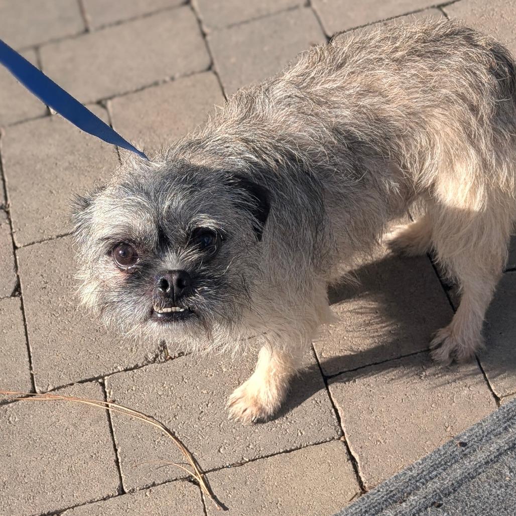 Enlarge Patrick- City of Industry Location, a Adoptable mixed breed in Chino Hills, CA image 6/6