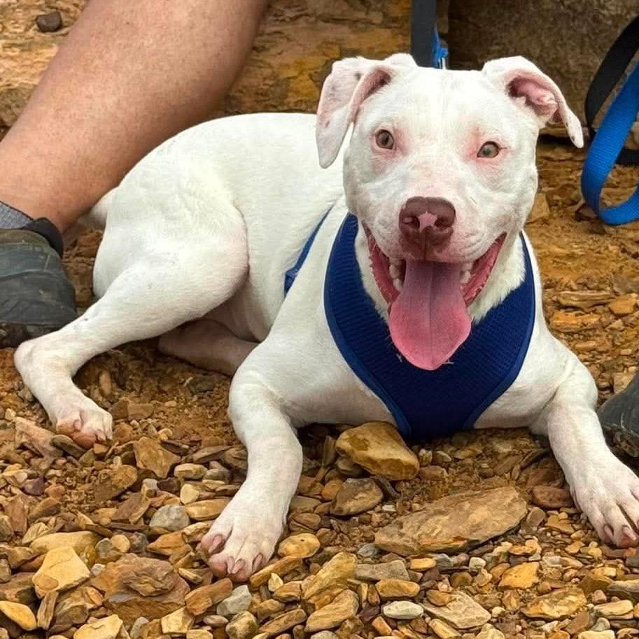 Taki, a Adoptable Mixed Breed in Corbin, KY image 1/6