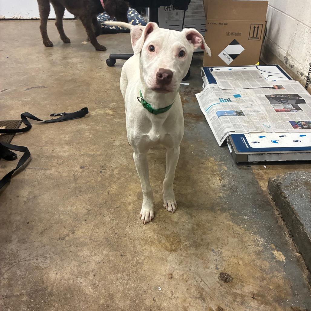 Taki, a Adoptable Mixed Breed in Corbin, KY image 2/6