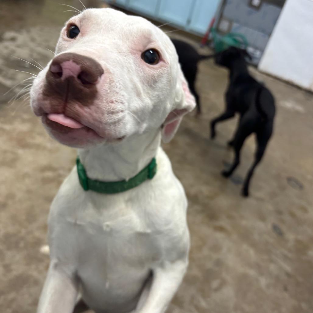 Taki, a Adoptable Mixed Breed in Corbin, KY image 3/6