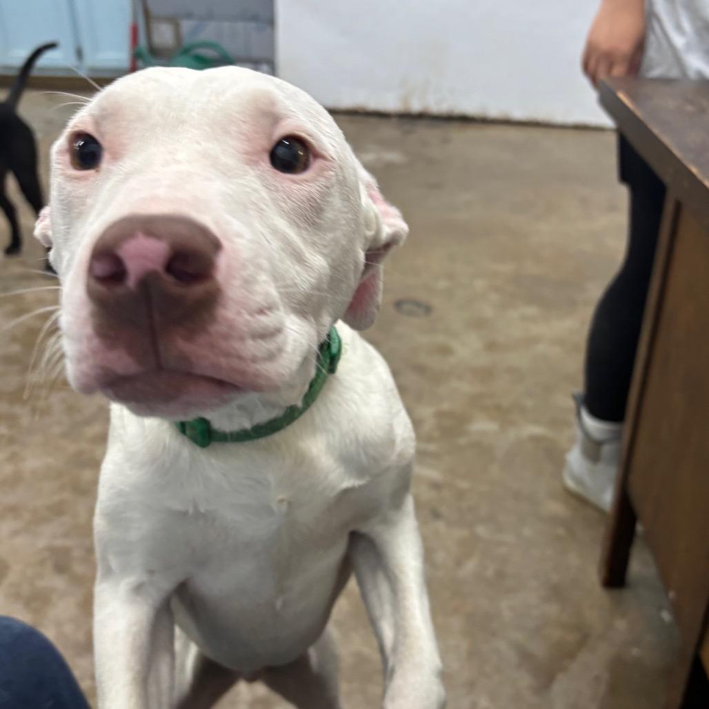 Taki, a Adoptable Mixed Breed in Corbin, KY image 4/6