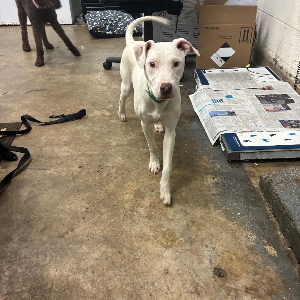 Taki, a Adoptable Mixed Breed in Corbin, KY image 5/6