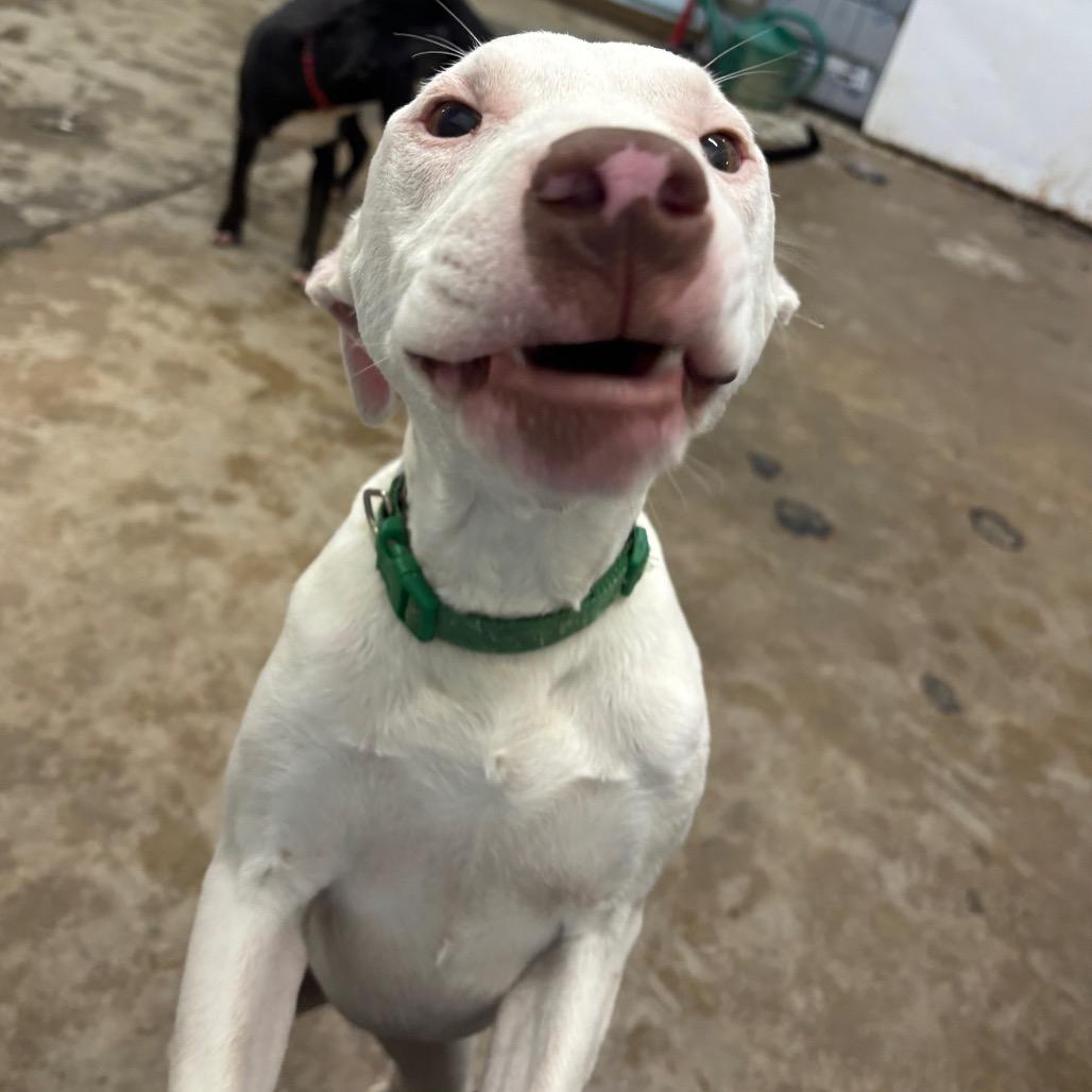 Taki, a Adoptable Mixed Breed in Corbin, KY image 6/6