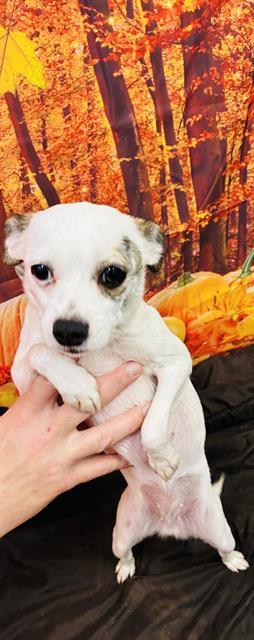 LADY, Adoptable, Adult Female Chihuahua.