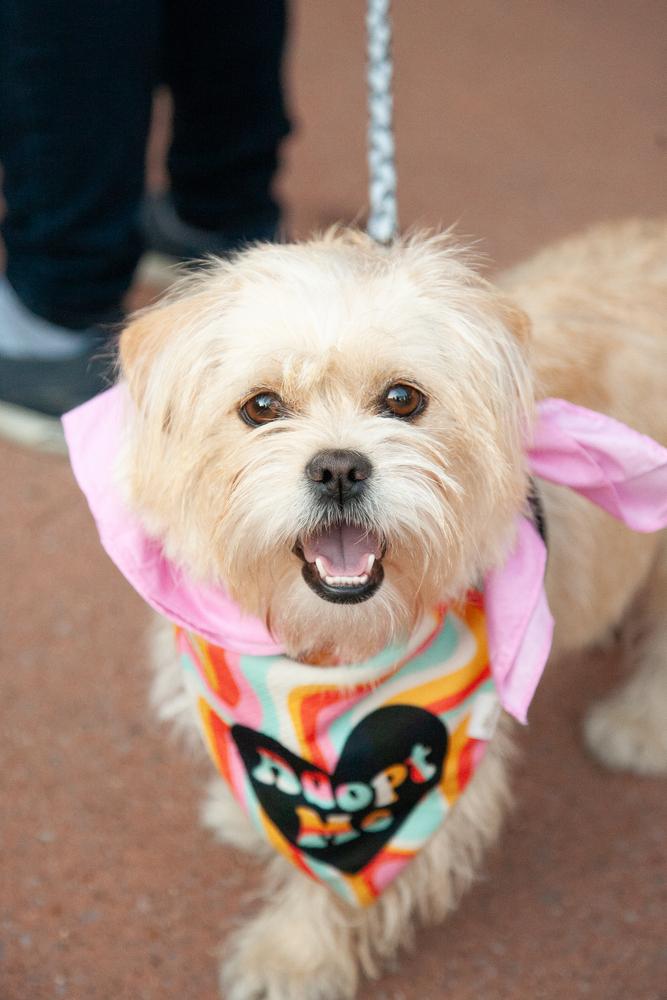 Paige, a ADOPTABLE mixed breed in Nashville, TN image 1/6