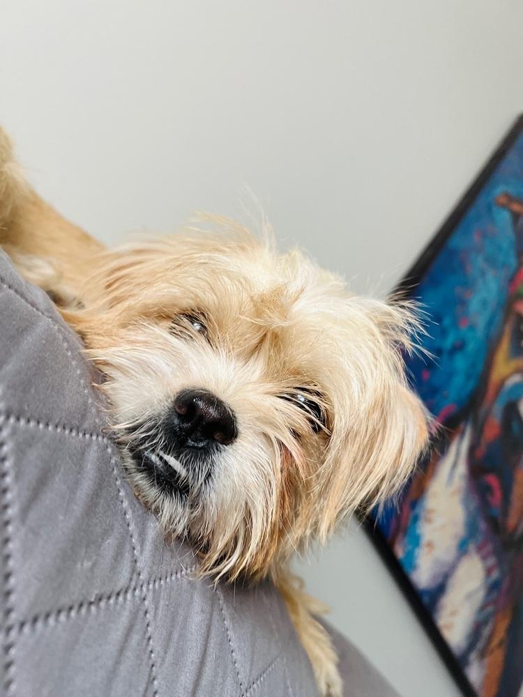 Paige, a ADOPTABLE mixed breed in Nashville, TN image 5/6