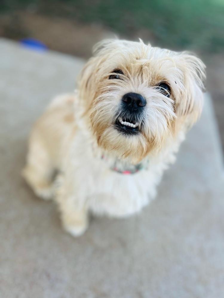 Paige, a ADOPTABLE mixed breed in Nashville, TN image 2/6