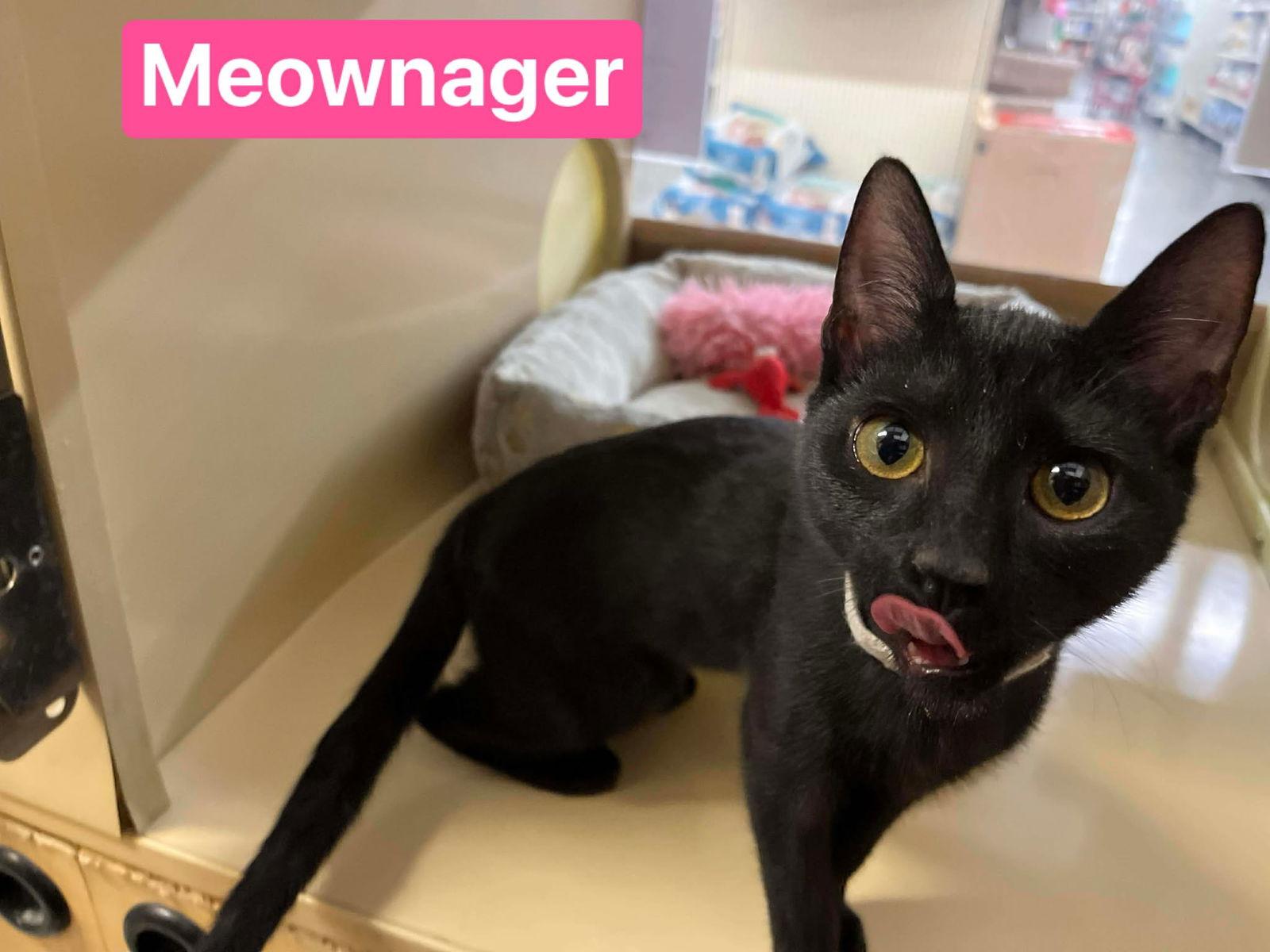 Meownager's Special, Adopted, Young Female Domestic Short Hair.