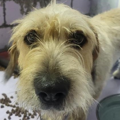 Sister, a Adoptable mixed breed in Grove, OK image 1/2