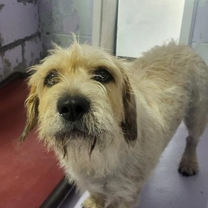 Sister, a Adoptable mixed breed in Grove, OK image 2/2