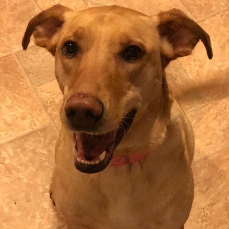 Nalah, Adoptable, Adult Female Yellow Labrador Retriever.