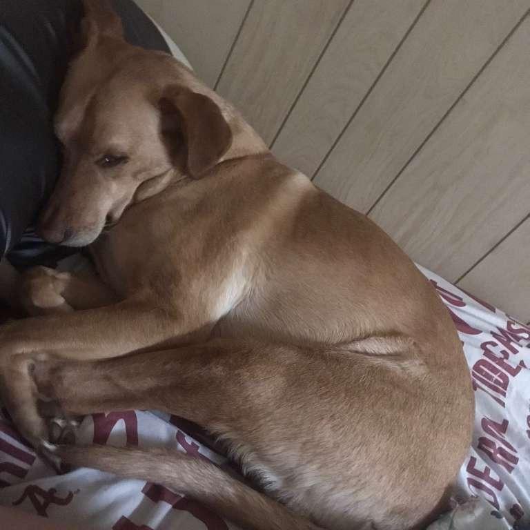 Nalah, a Adoptable Yellow Labrador Retriever in Gadsden, AL image 2/5