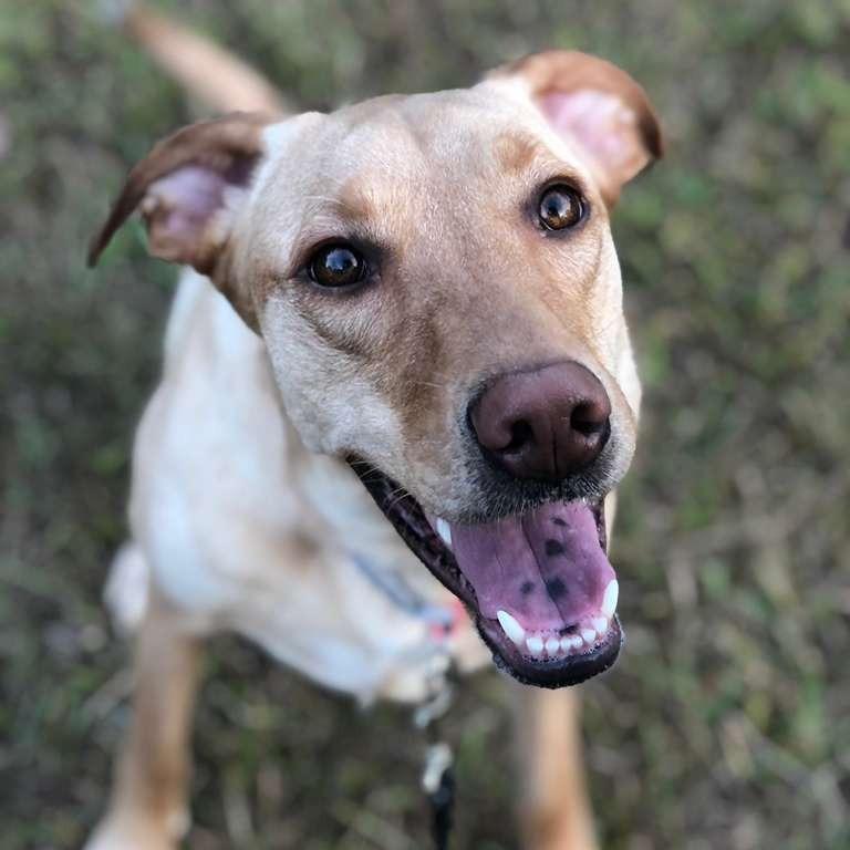 Nalah, a Adoptable Yellow Labrador Retriever in Gadsden, AL image 3/5