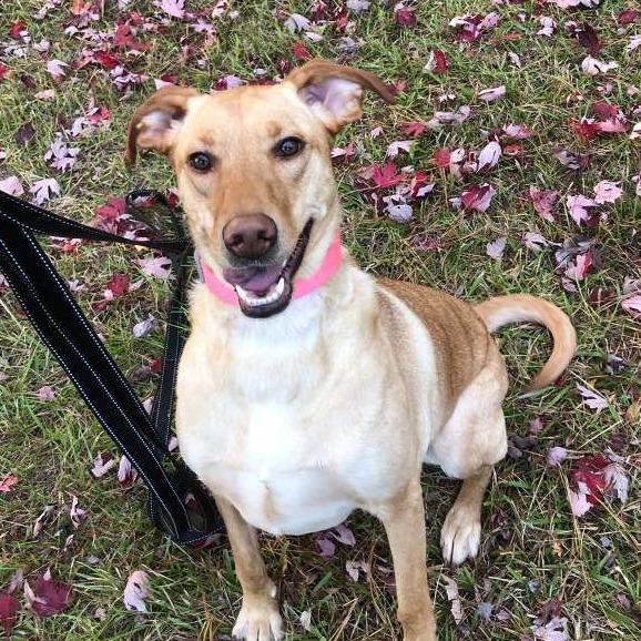 Nalah, a Adoptable Yellow Labrador Retriever in Gadsden, AL image 4/5