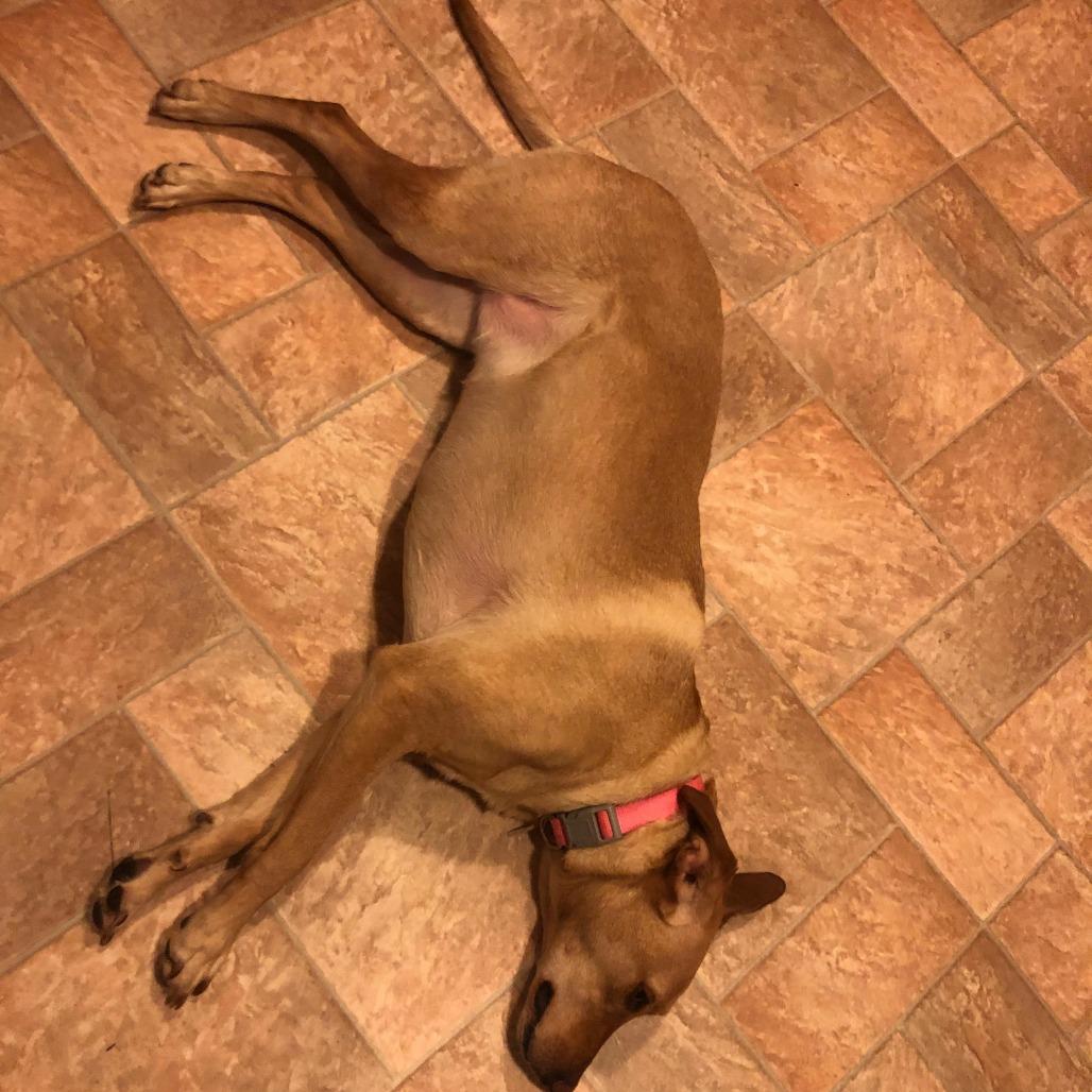 Nalah, a Adoptable Yellow Labrador Retriever in Gadsden, AL image 5/5