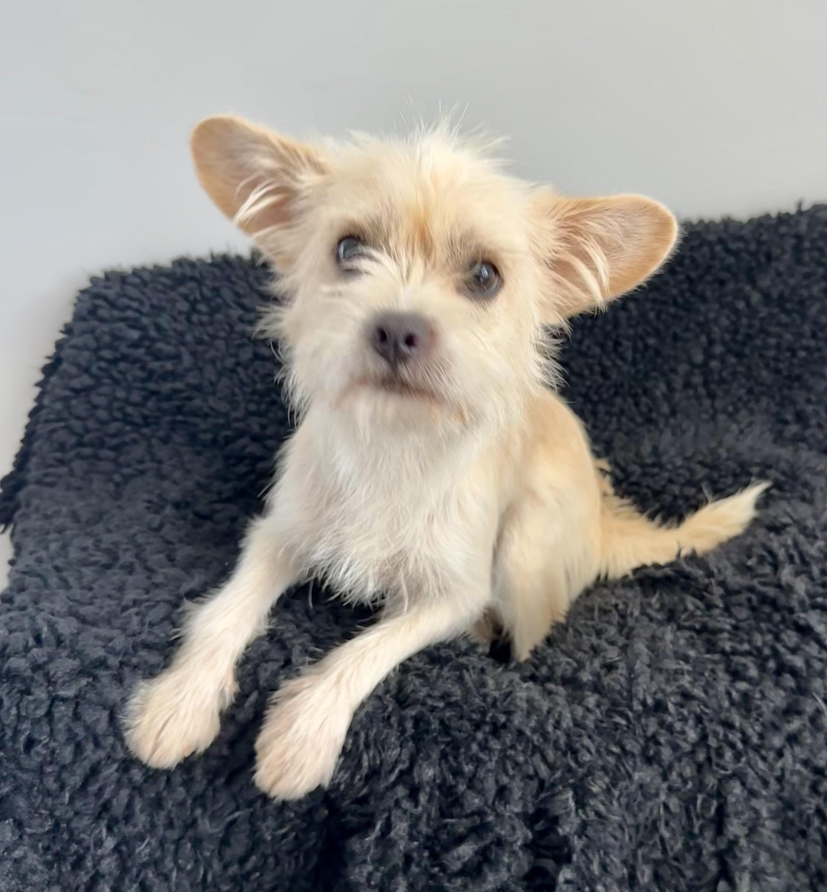 Tanzanite, adopted, Young Male Wirehaired Terrier.