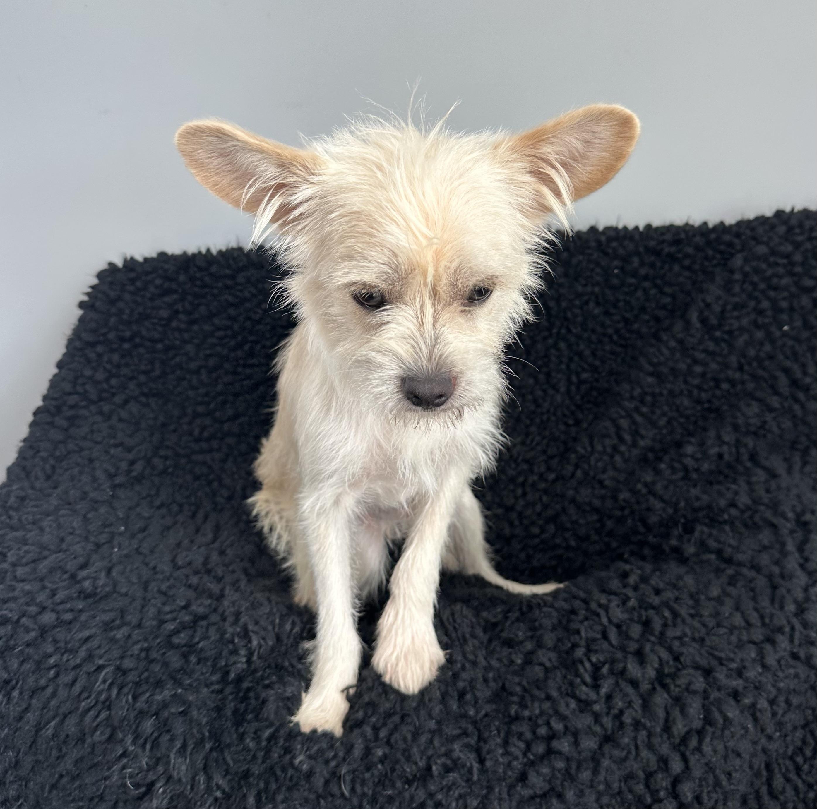 Tanzanite, an adopted mixed breed in Lawrenceville, GA image 3/6
