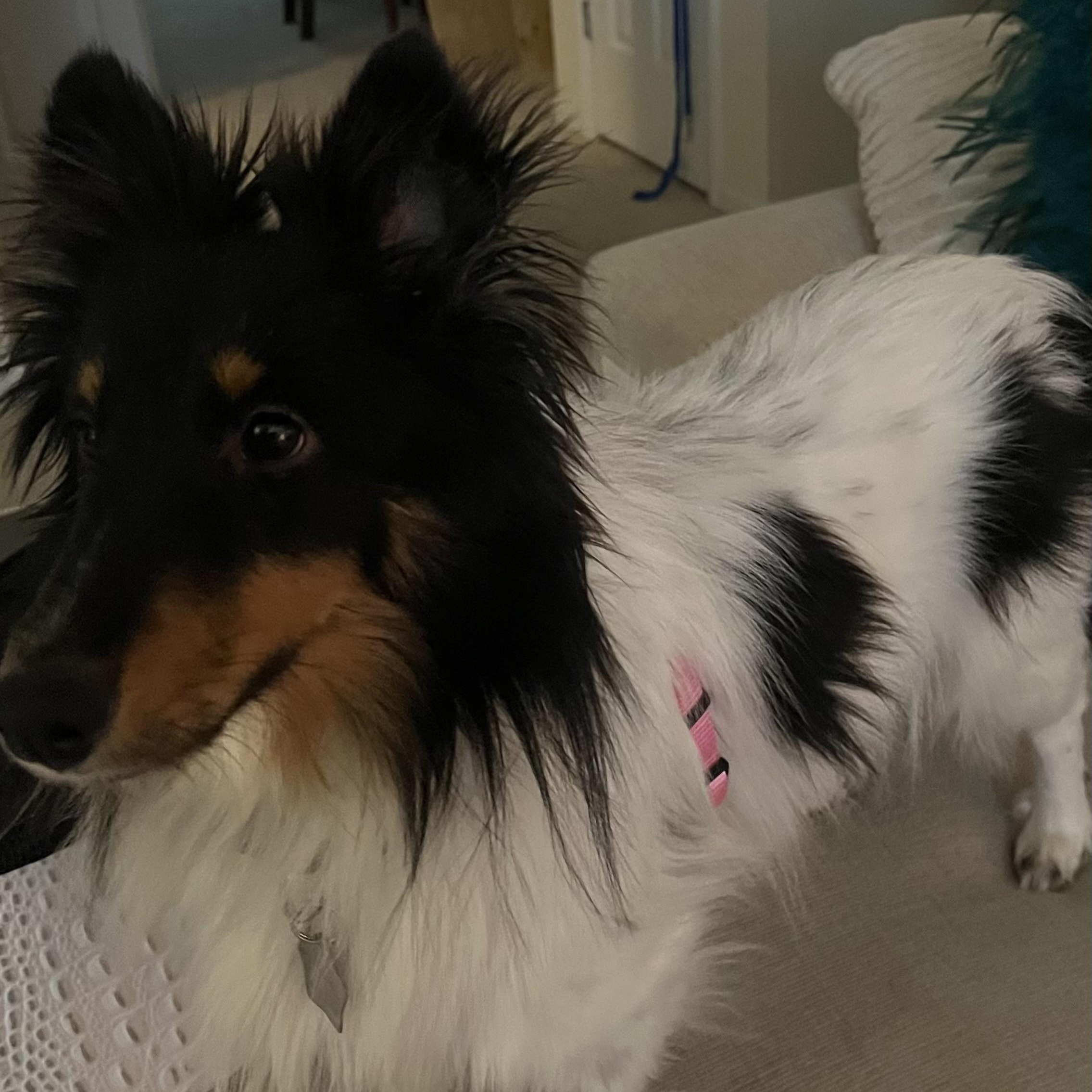 Scarlett, adoptable, Puppy Female Shetland Sheepdog / Sheltie.