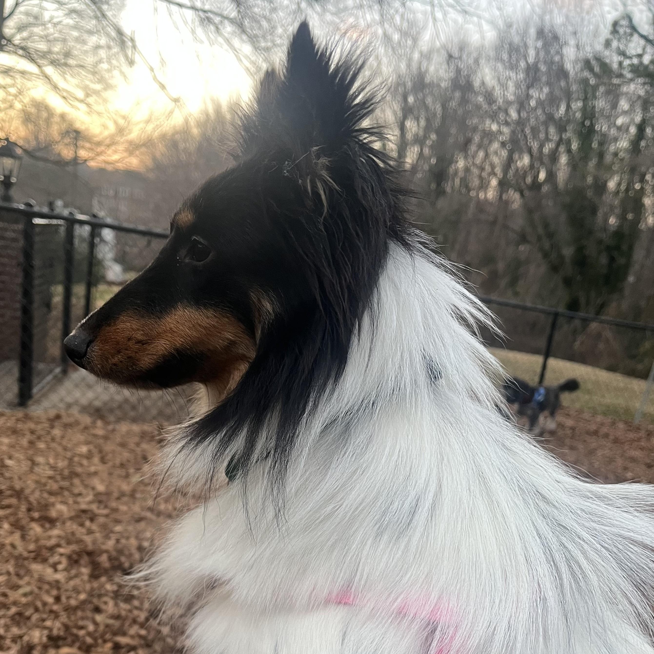Enlarge Scarlett, an adoptable Shetland Sheepdog / Sheltie in Charlotte, NC image 4/5