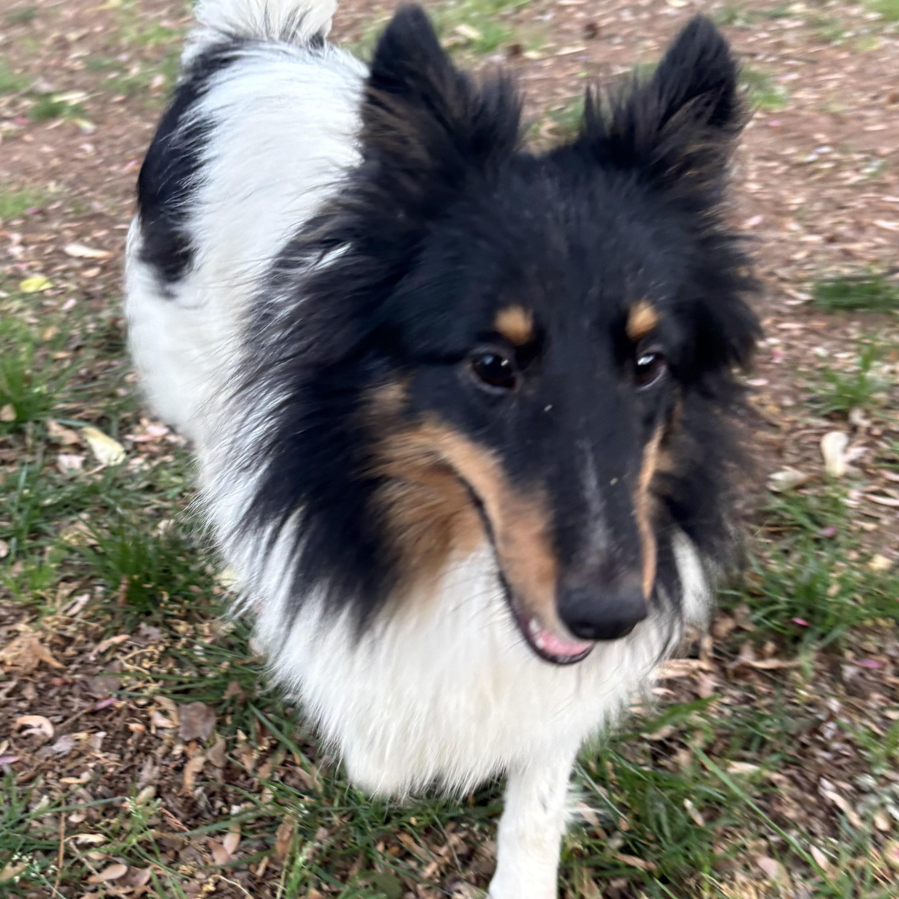 Scarlett, adoptable, Puppy Female Shetland Sheepdog / Sheltie.